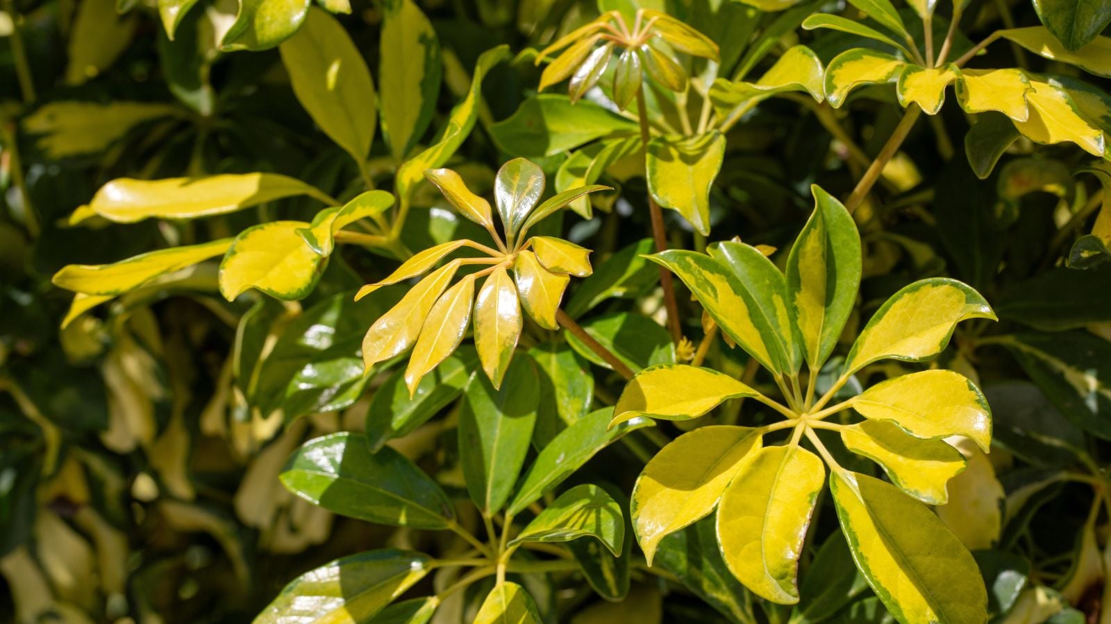 A close-up shot of a large composition of a variety of schefflera plant, basking in bright indirect sunlight