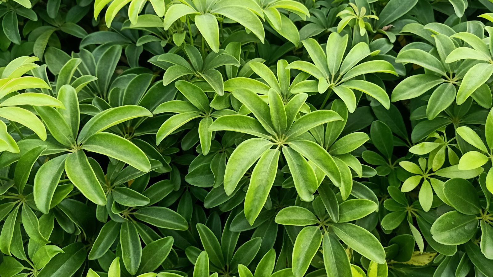 A close-up shot of a large composition of oval-shaped leaves in circular groups of the schefflera, all situated in a well lit area