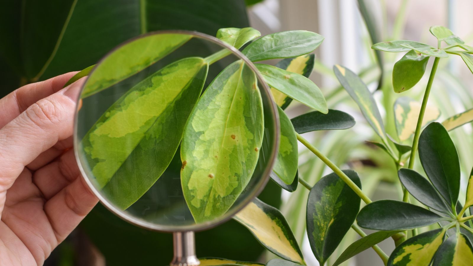 A close-up shot of a person in the process of using a magnifying glass to check on a diseased leaf of a plant