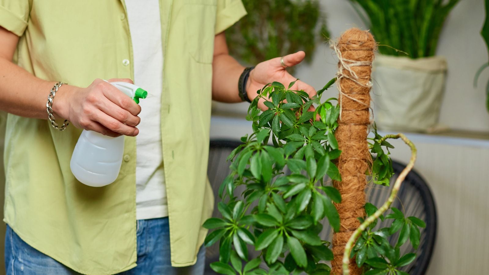 A shot of a person in the process of misting a developing houseplant, all situated in a well lit area indoors