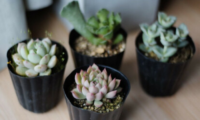 Top 21 Indoor Succulents and How to Care For Them