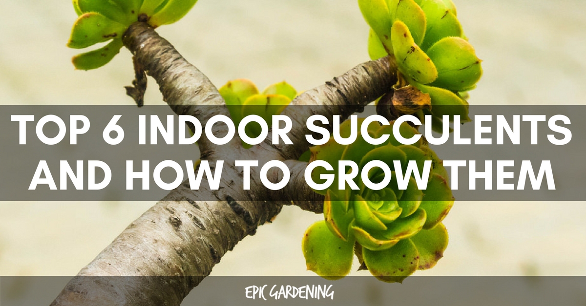 Top 21 Indoor Succulents and How to Care For Them