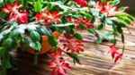 The Perfect Potting Mix Recipe for a Blooming Christmas Cactus