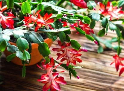 An overhead and close-up shot of a developing plant on a pot meant to move Thanksgiving Christmas cactus indoors