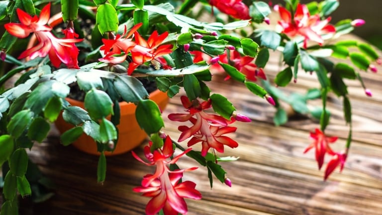 The Perfect Potting Mix Recipe for a Blooming Christmas Cactus