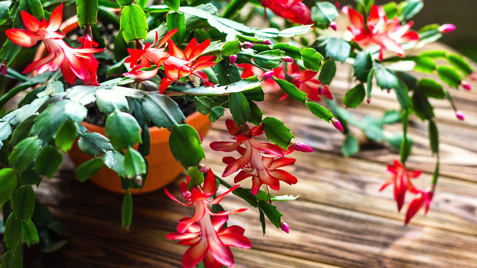 An overhead and close-up shot of a developing plant on a pot named Christmas cactus
