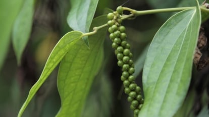 A close-up of small, round green peppercorns (Piper nigrum) growing in clusters along a slender vine. The elongated, leathery green leaves with pointed tips provide a lush, tropical background.
