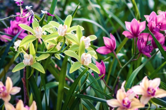 A shot of a composition of a variety of flowers that shows the types of orchids