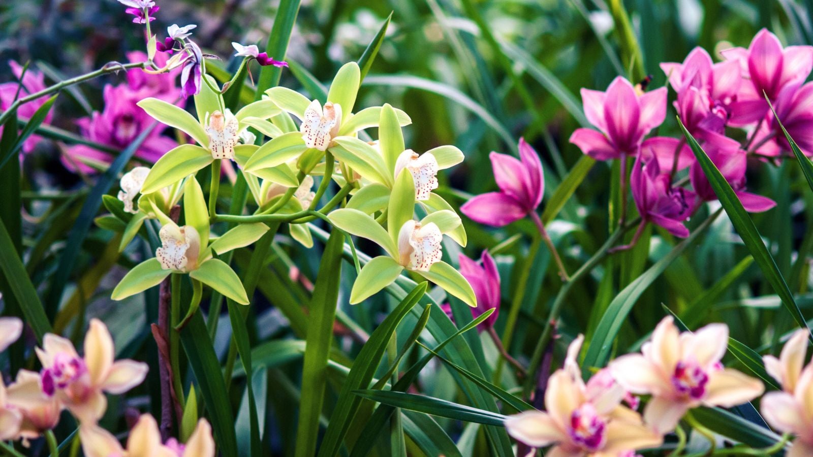 A shot of a composition of a variety of flowers that shows the types of orchids