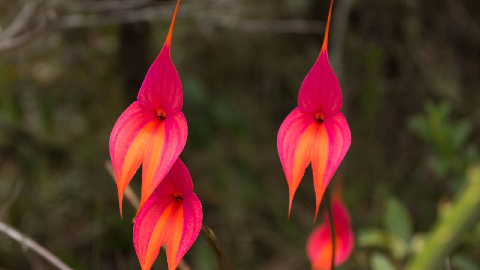 A lovely shot of multiple Masdevallia  blooms appearing to have pointy and long petals in vibrant pink and orange