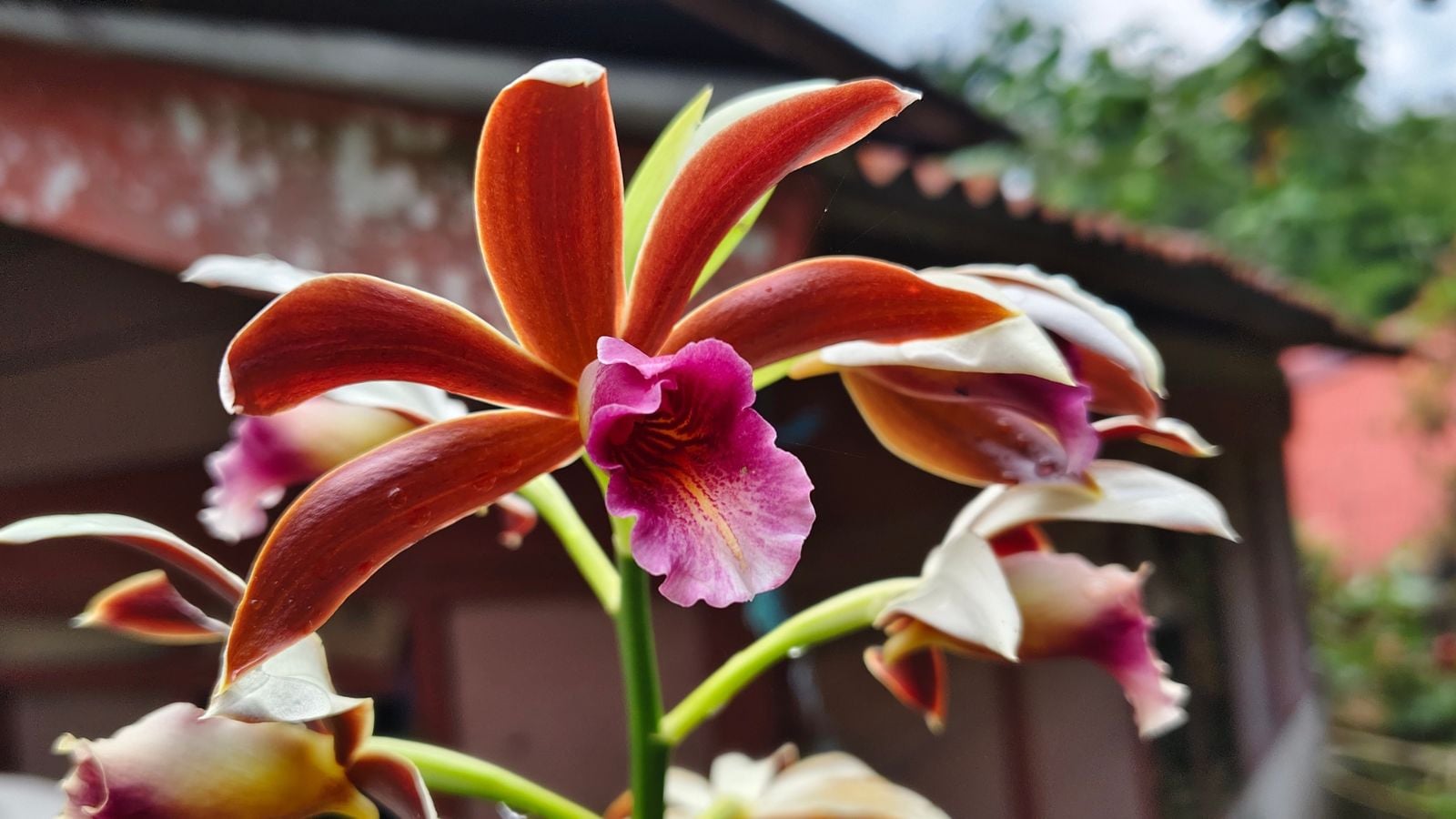 A closeup on a lovely Phaius spp. flower appearing to have long and broad petals with a distinct blush color