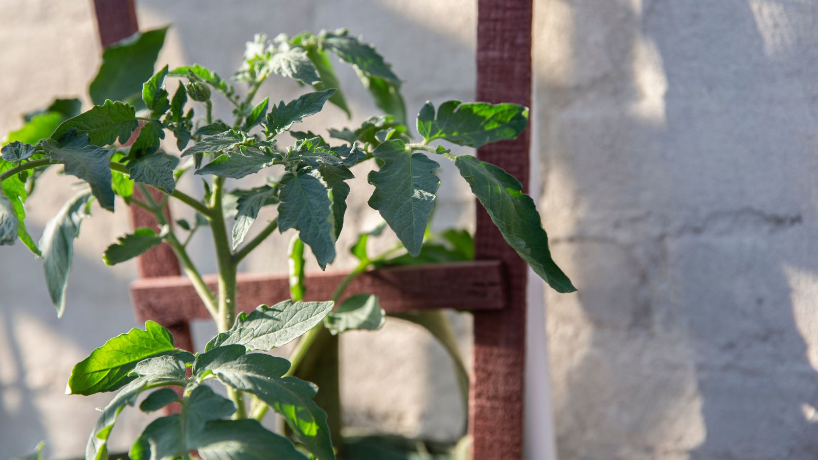 A trellis leaning on a cement wall, made of dark wood looking dark against the white wall with a leafy plant crawling on it