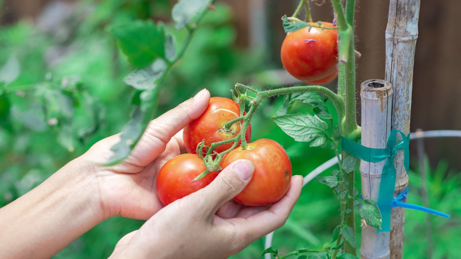 A woman holding tomatoes tied to homemade support made of bamboo tied beside the fleshy plant