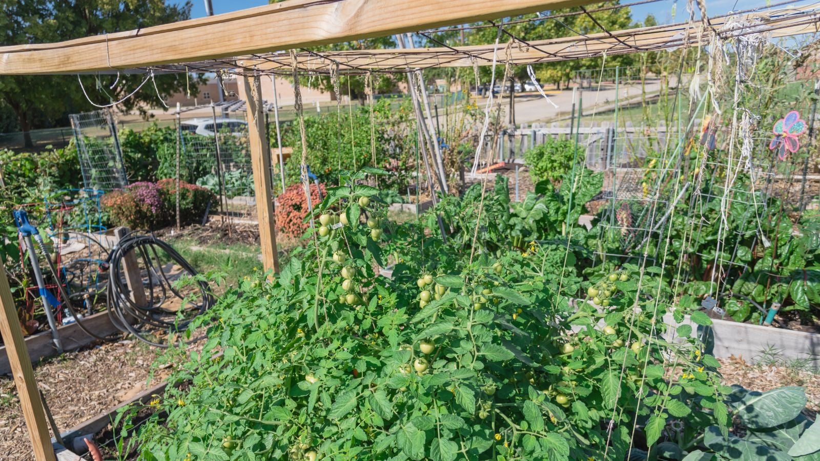 A Baling-Twine Tomato Bed setup that uses wooden constructed to provide support and twine