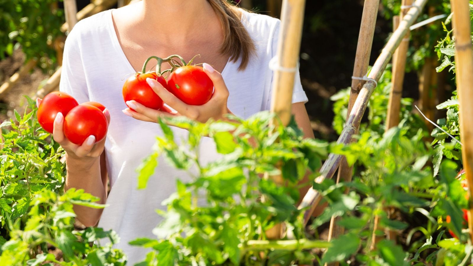 A person holding round red tomatoes beside a Bamboo Tomato Cage with lush plants with green foliage