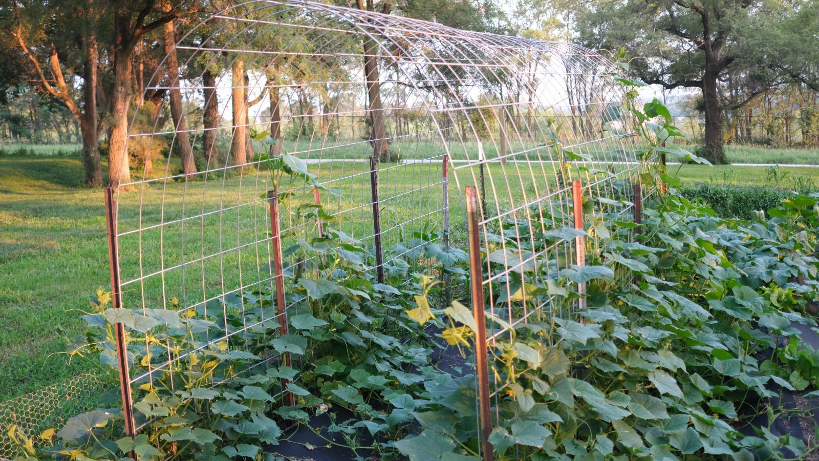 A close-up shot of a Cattle panel wite and string support structure, alongside developing crops