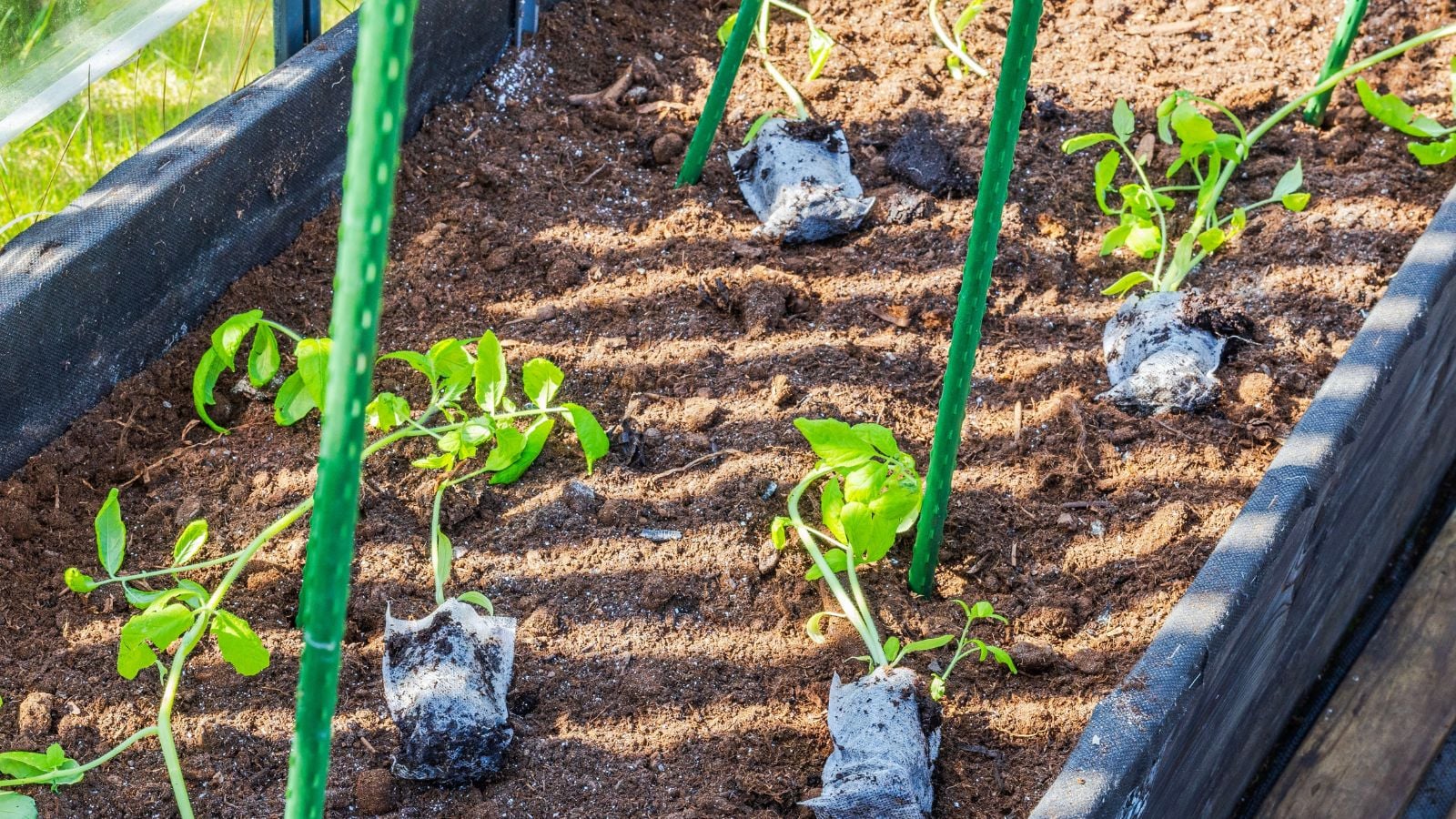 A DIY PVC Tomato Cage using green PVC piping fashioned to support small seedlings with dainty leaves planted in dark brown, loamy soil