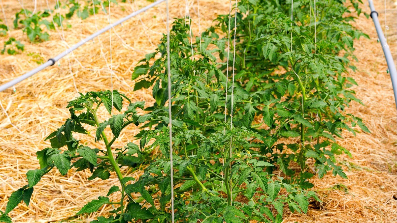A close-up shot of a row of developing crops supported by a Diagonal String variety of framework