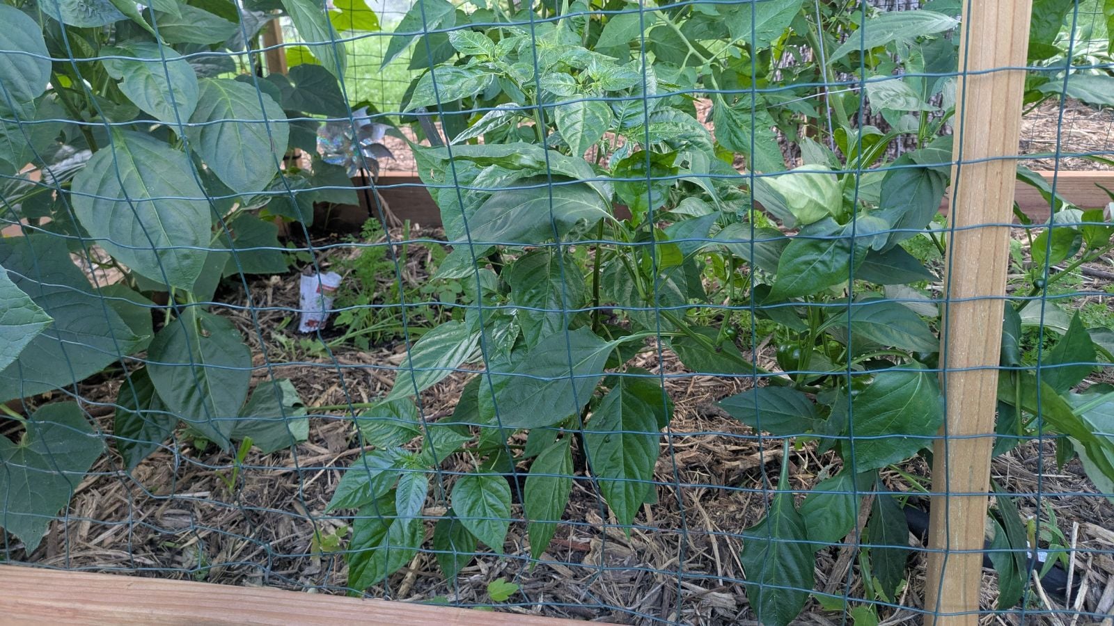 A close-up shot of wire panels made from Hog Wire, placed alongside developing crops outdoors