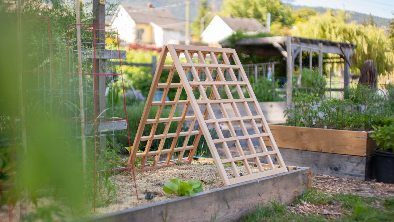 A-frame trellis structure placed in a wooden raised bed in the garden. 