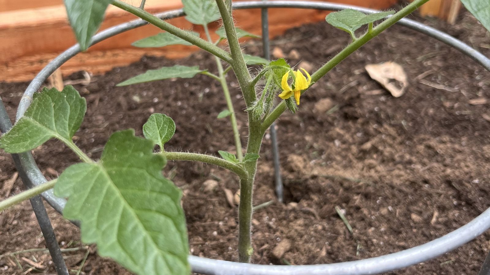A close-up shot of a Japanese Tomato Ring alongside developing crops and its yellow flower