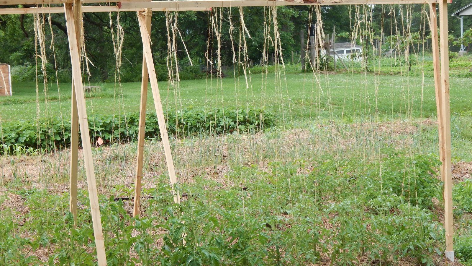 A close-up shot of a framework made from leftover parts, with several eveloping crops below