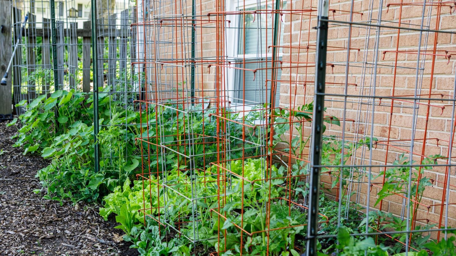 A close-up shot of a composition of Livestock cage support structures,with several developing crops