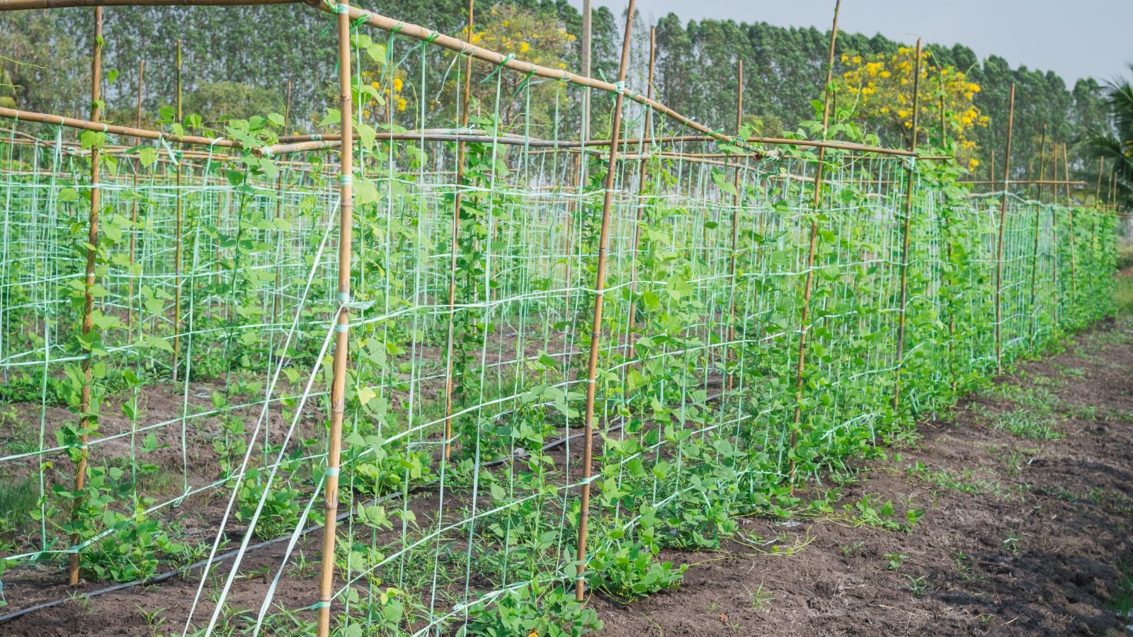 One of many tomato staking techniques using many wooden bamboo poles and wire
