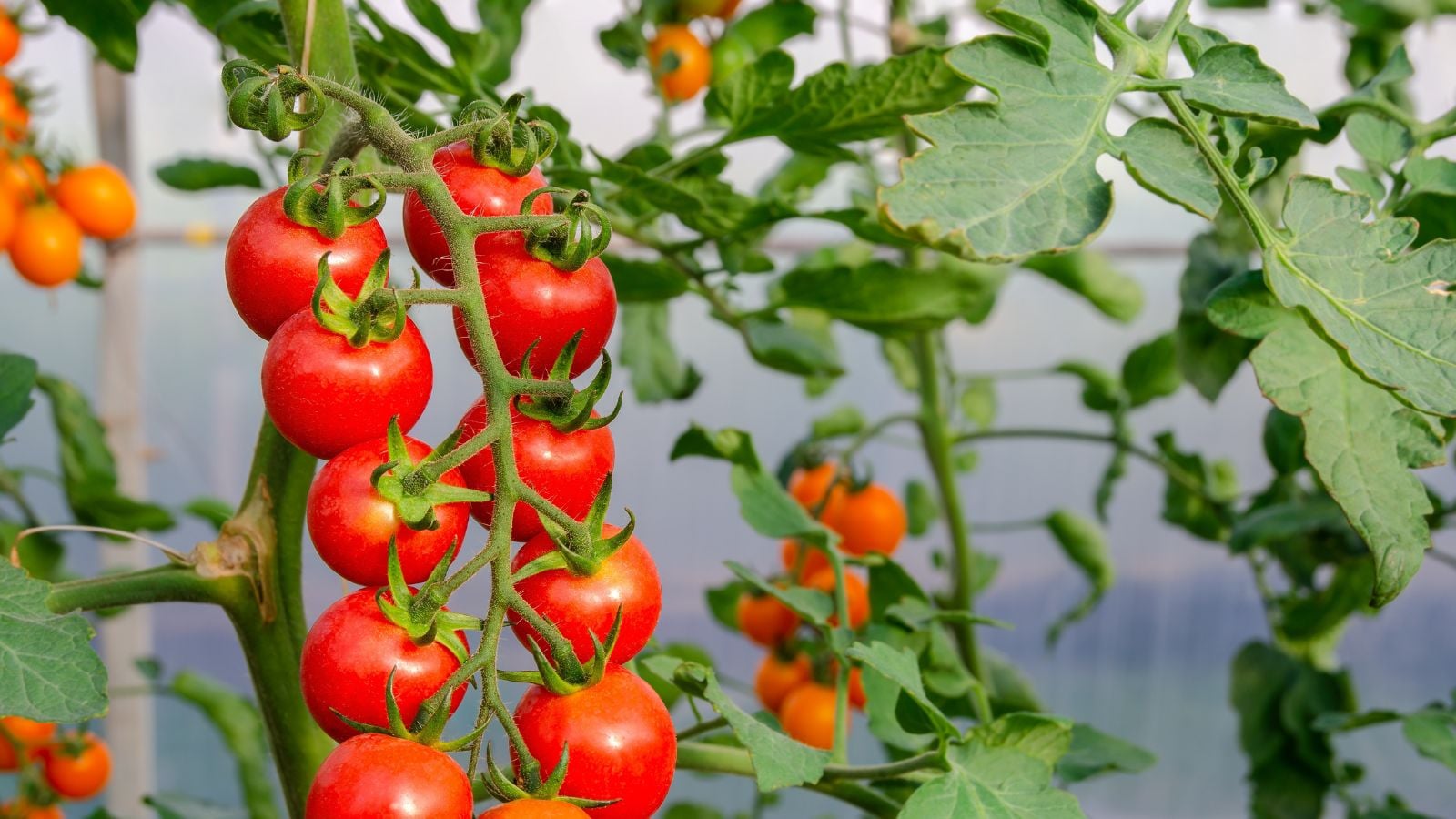 Square Staked PVC Tomato Cage appearing to have lovely round fruits appearing to have gray pipes looking blurry in the background