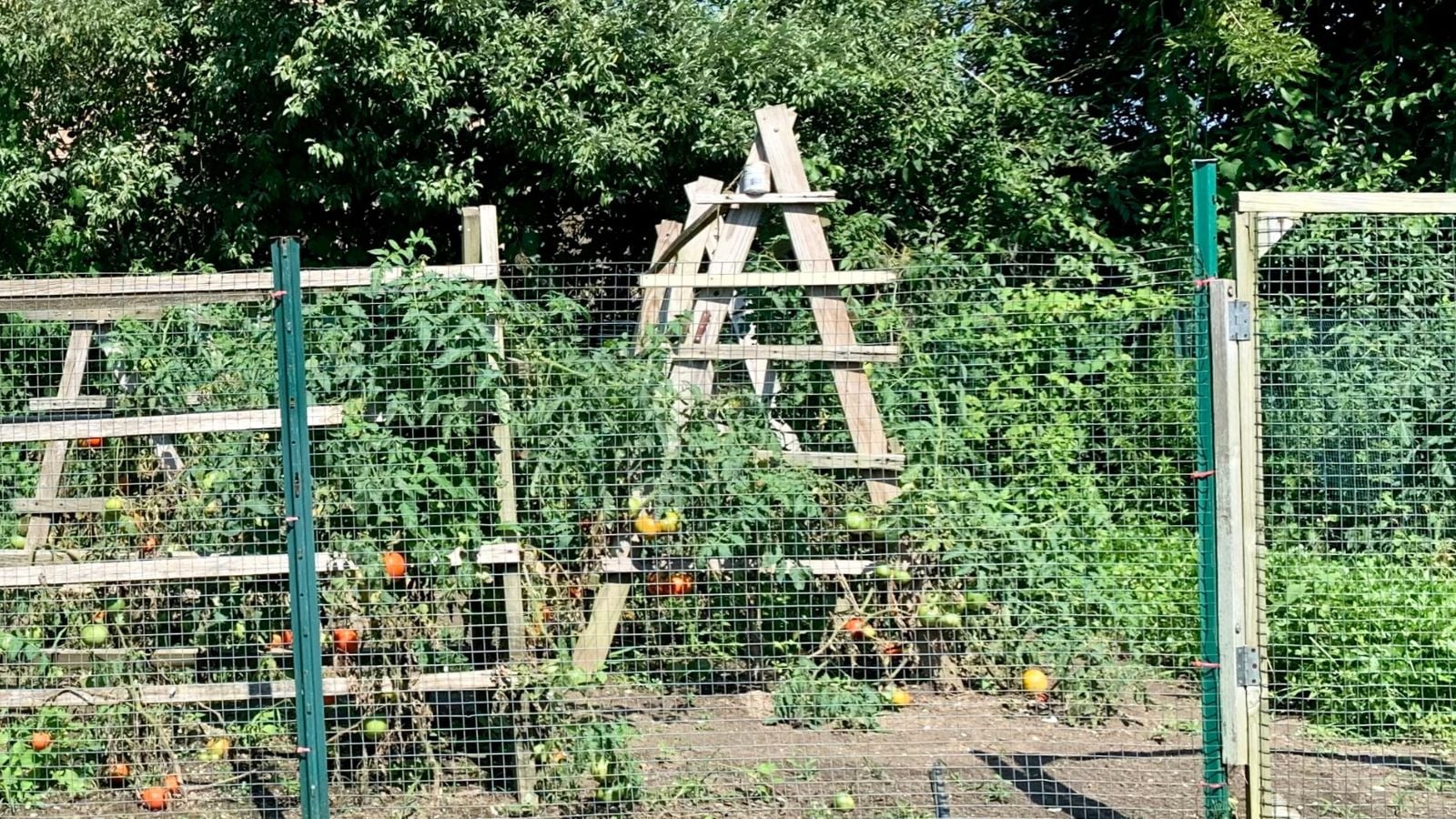 Ana are with multiple Stylish Tomato Tower enclosed in a fenced area with abundant tomato plants
