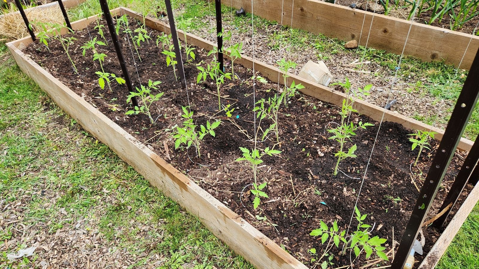 An overhead and close-up shot of metal bars acting a support structures of developing crops in a raised garden bed