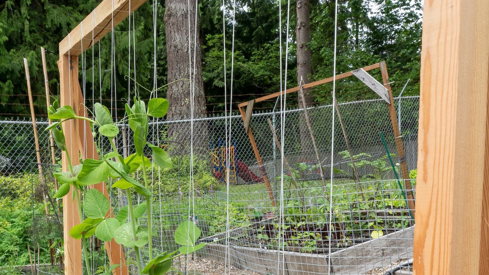 A close-up shot of a Wood Frame String support structure, with several developing vines attached