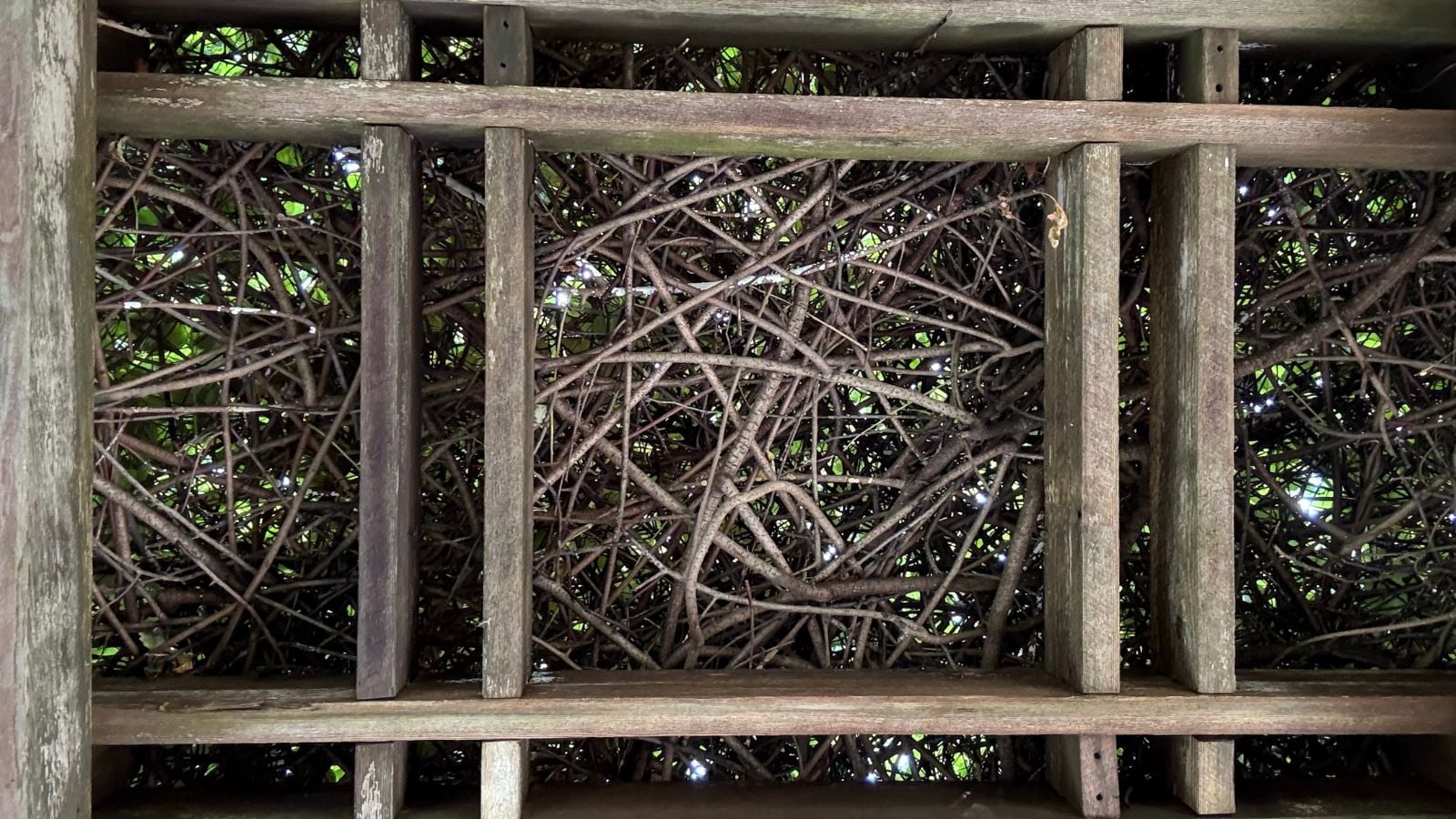 A close up shot of wooden trellis made of aged wood, having a ton of vines on top with sunlight peeking through