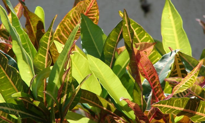 Crotons