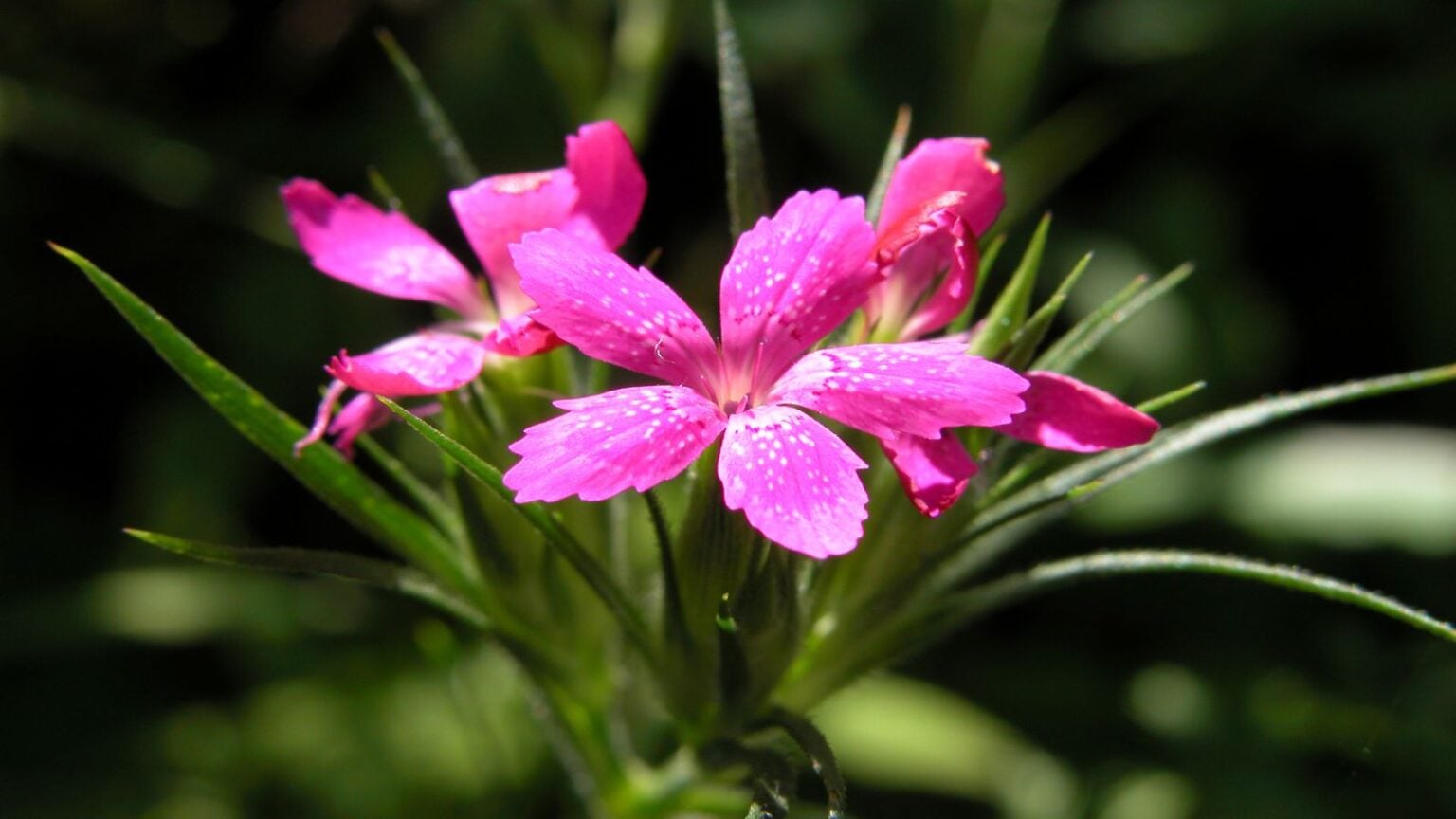 Dianthus Rescue Rovers How to Plant, Grow, and Care for Dianthus
