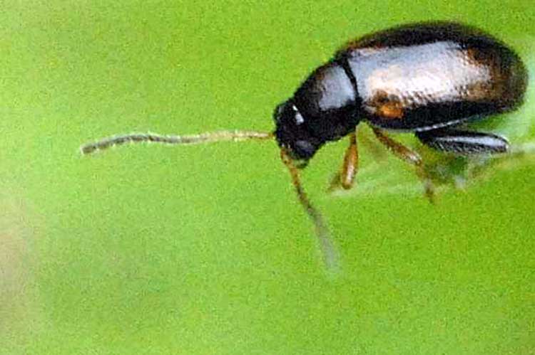 Phyllotreta cruciferae or Crucifer flea beetle