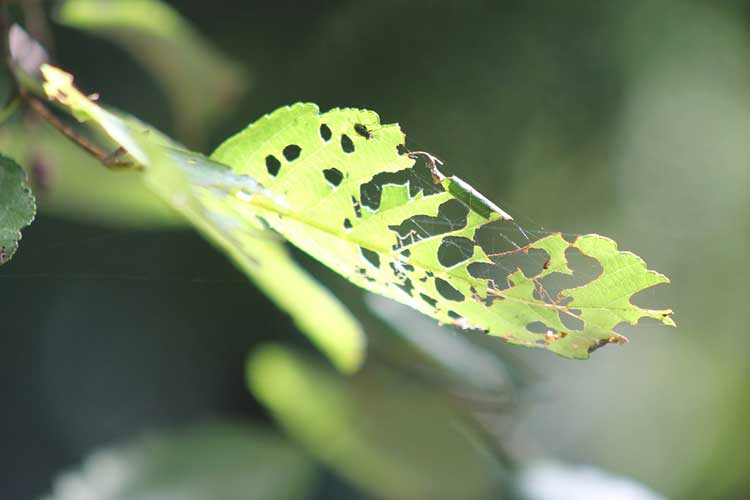 Flea beetle damage on alder leaf.