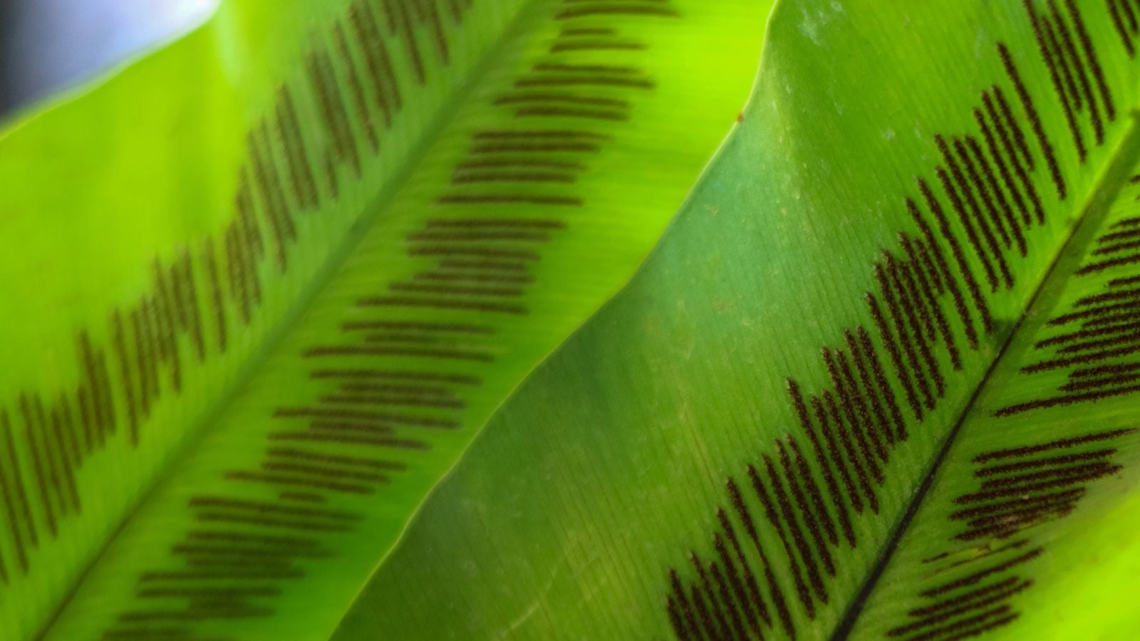 A close up shot of Asplenium nidus leaves appearing broad with distinct lines along the middle, having wavy edges