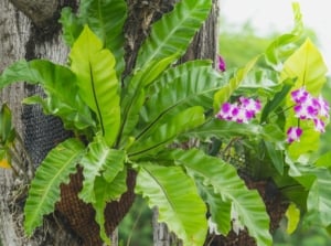 A Birds Nest Fern attached to a tree's trunk surrounded by other plants with flowers and deep green foliage, placed under sunlight