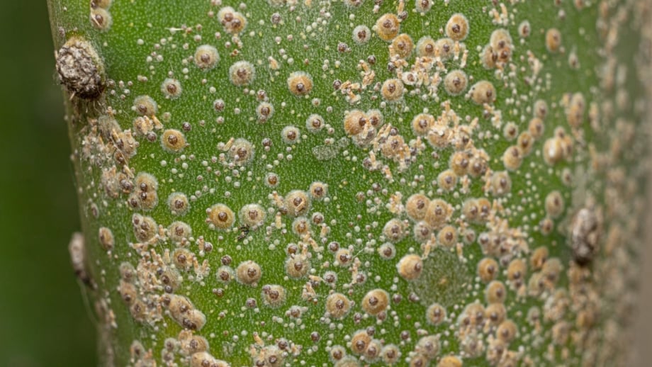 How to Control and Prevent Scale Insects