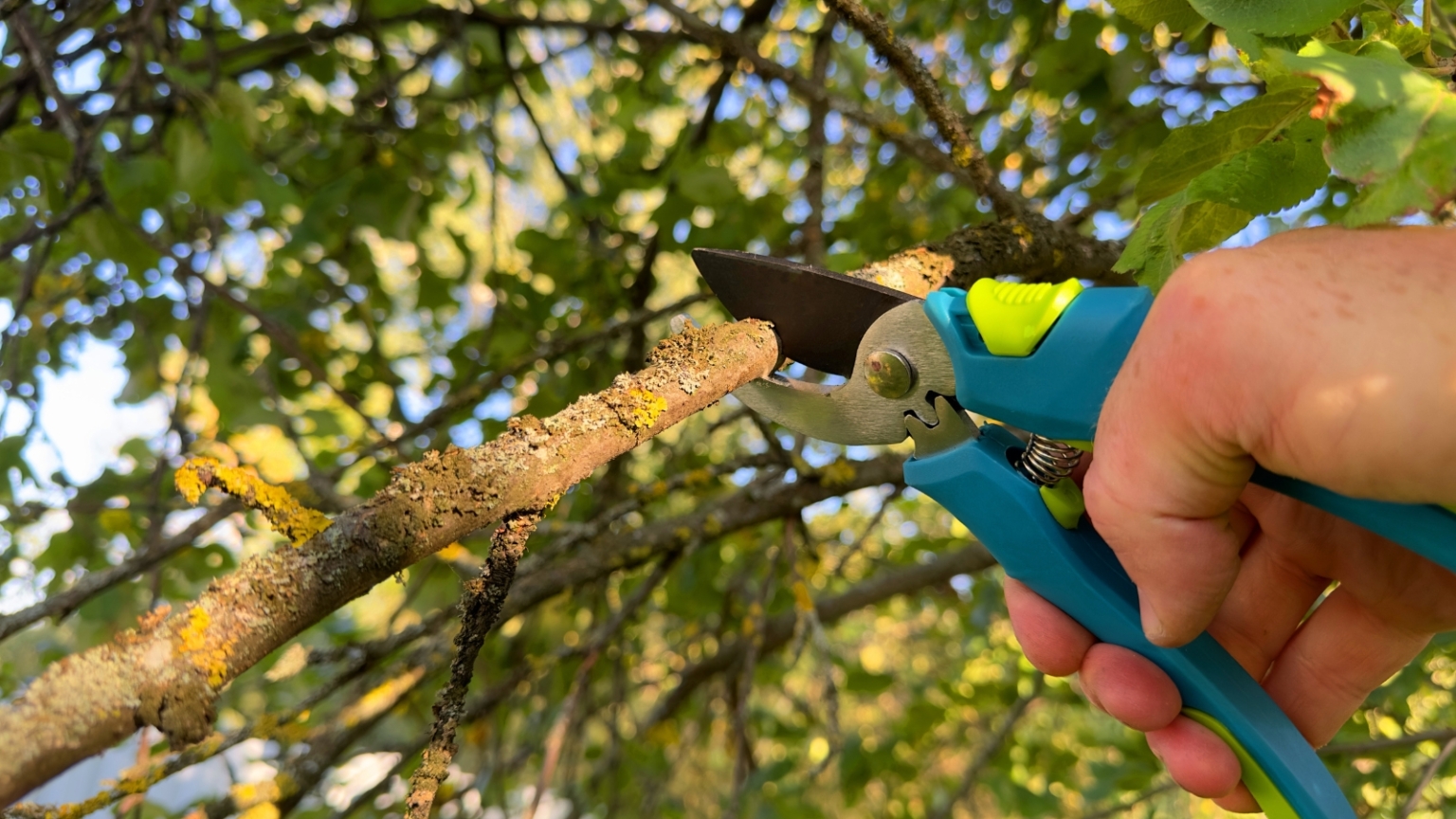 How to Control and Prevent Scale Insects