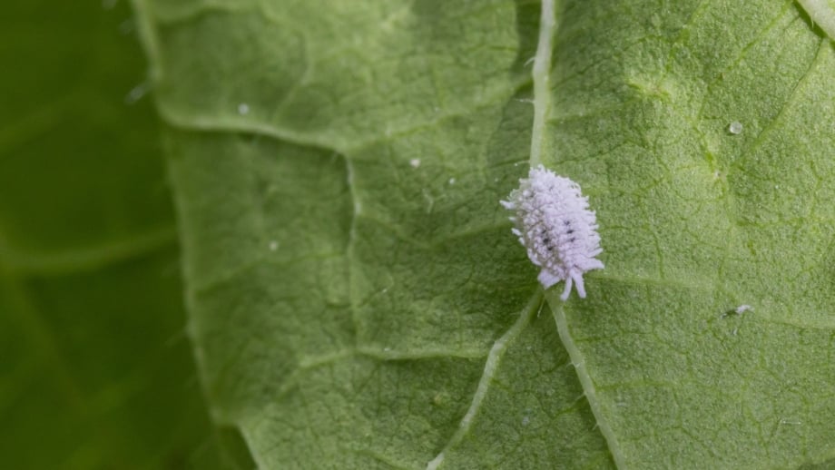 Spikey Scale Insect How to Control and Prevent Scale Insects