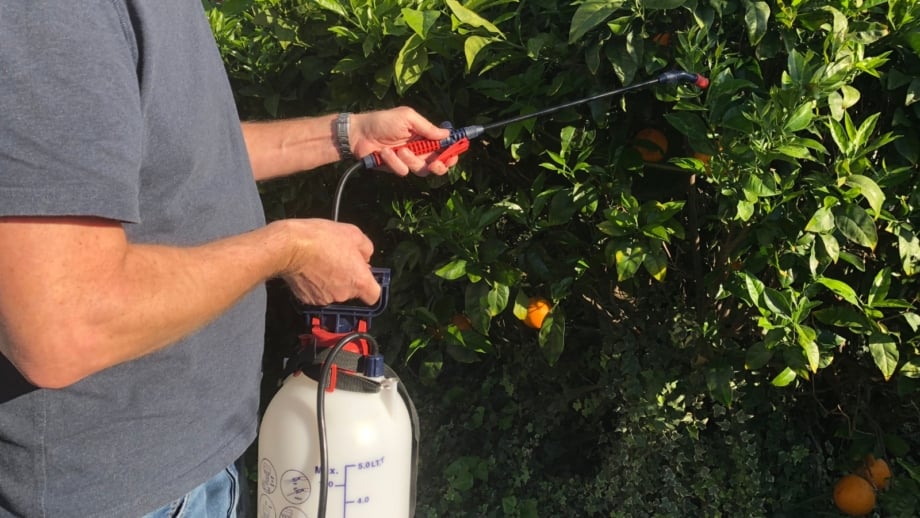 How to Control and Prevent Scale Insects