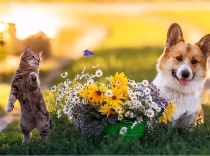 A close-up shot of a cat and a dog beside a small pot of flowers, showcasing pet-safe garden