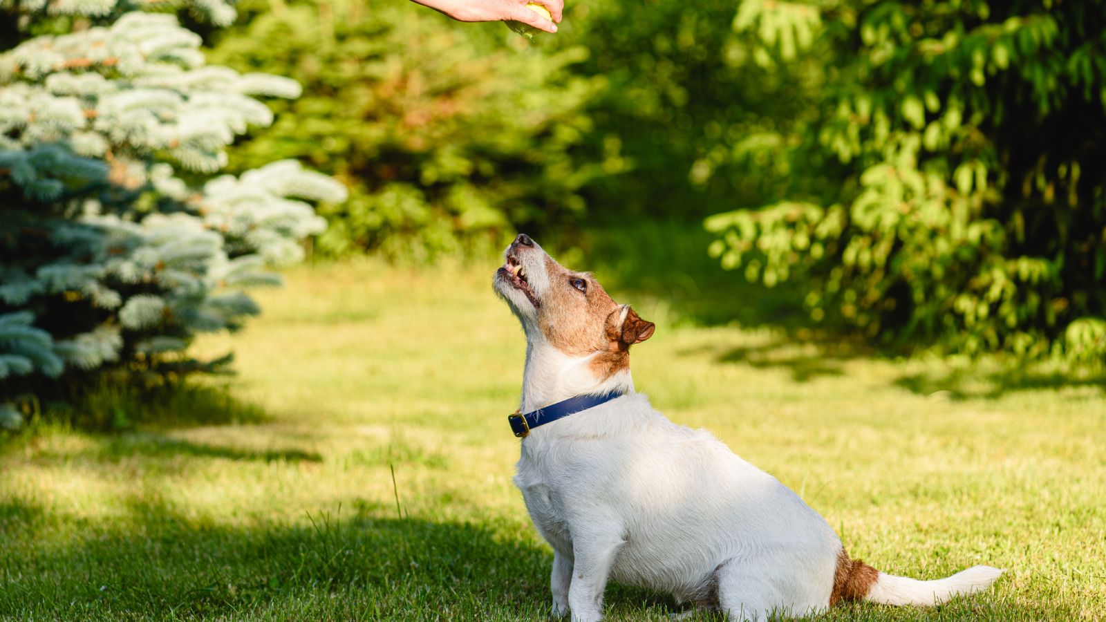 A shot of a person in the process of training a small Jack Russell Terrier in a yard area outdoors