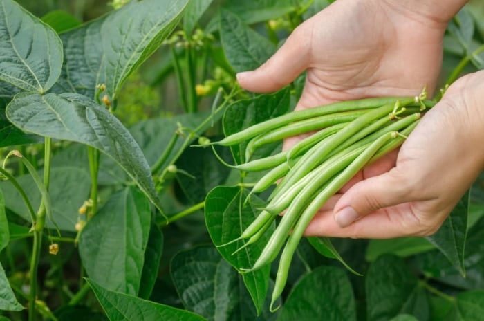 A close-up shot of a person's hand holding a small pile of long, green, pods of legumes, placed alongside green leaves, showcasing How To Grow Beans