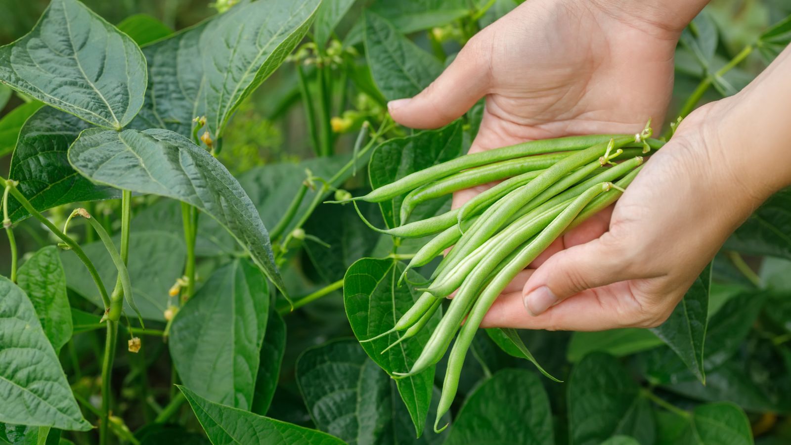 How To Grow Beans: Ultimate Guide For Success - Epic Gardening, image size:1600x900