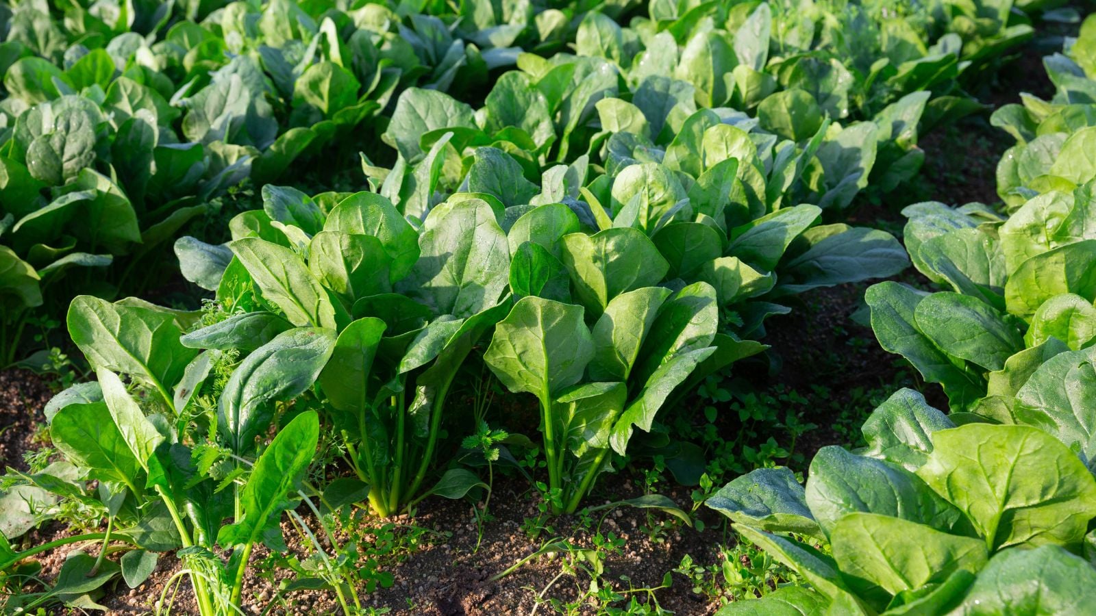 A close-up shot of a large composition of developing leafy crops, arranged in rows, all in a large yard area