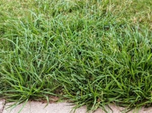 An area covered in crabgrass mounds appearing near the edges, having a bright and lovely green color