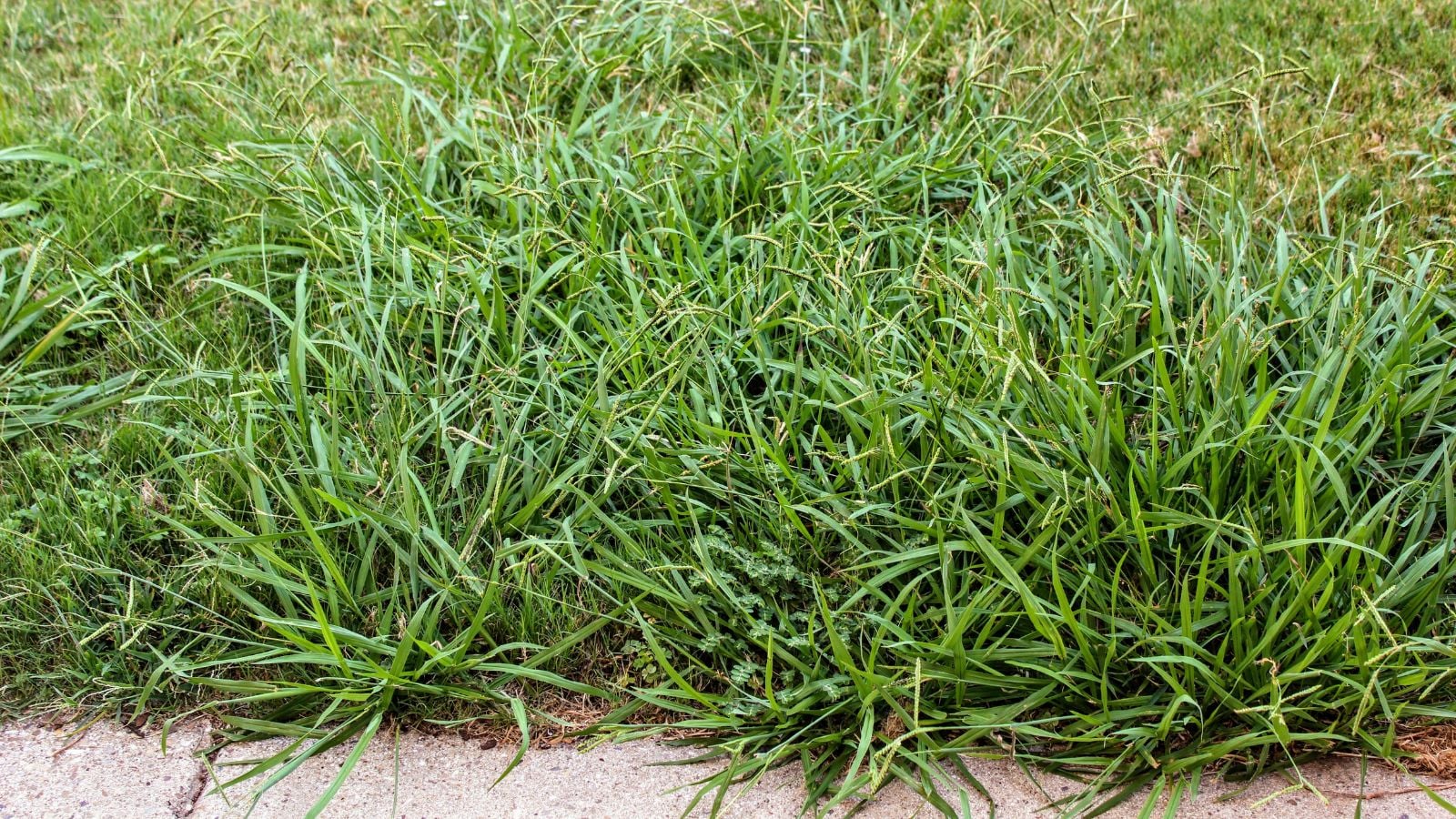 An area covered in crabgrass mounds appearing near the edges, having a bright and lovely green color